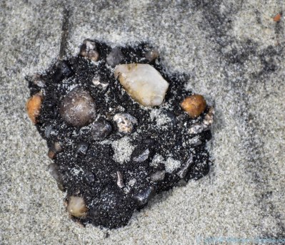 3 118 Myrtle Beach SC beach shells (9 of 13)