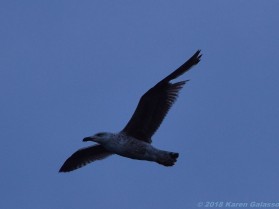4 24 18 Nantucket Birds (2 of 10)
