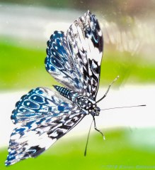 5 13 18 Mackinac Island MI Butterfly House (19 of 21)