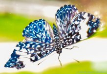 5 13 18 Mackinac Island MI Butterfly House (20 of 21)