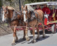 5 13 18 Mackinac Island MI Horses & Buggys (9 of 16)