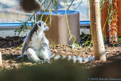 10 16 18 Lemur at the Calgary Zoo Calgary Alberta Canada #2 (2 of 2)