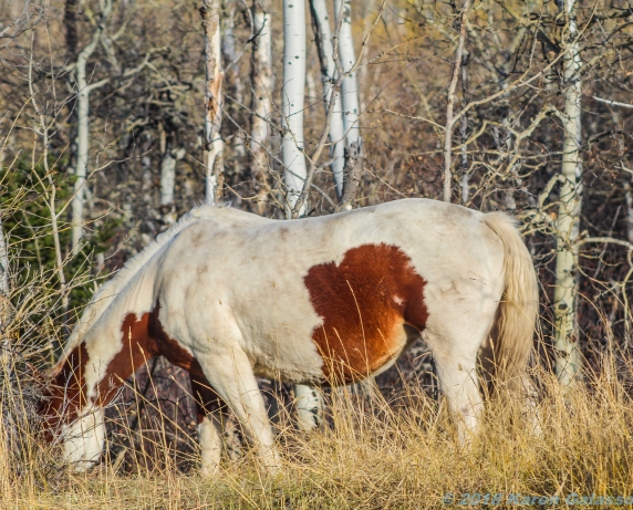 10 18 18 Wild Bison & Horses between Calgary Alberta Canada and the Montana border (6 of 9)