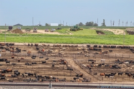 5 15 19 Cattle & Feed Overlook Dodge City KS (5 of 12)