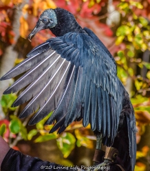 10 22 17 Black Vulture (1 of 8)