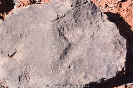 3 26 17 Fossilized remains of dinosaurs- Canyonland NP #2 (4 of 6)