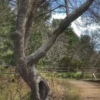 Longfellow's Wayside Inn Grist Mill favorite tree
